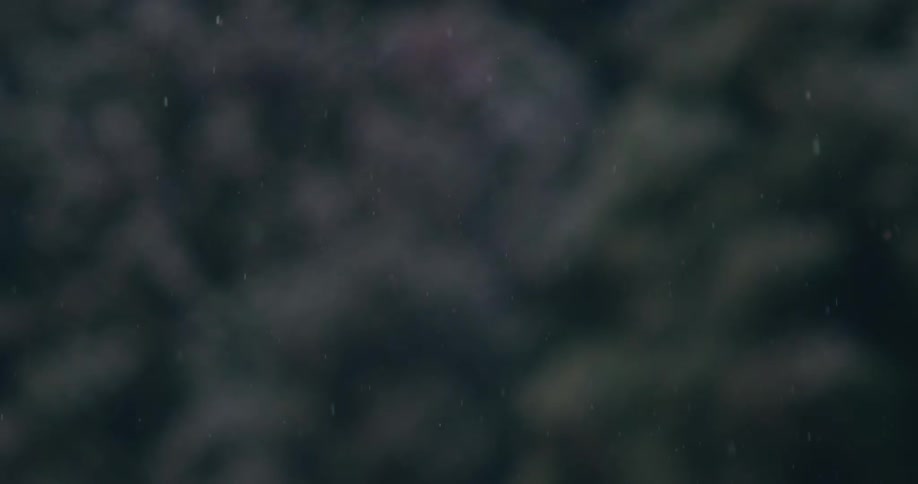 Delicate tiny snowflakes fall softly against a dark blurry forest background