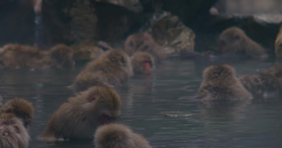A troop of snow monkeys relax in a steaming hot spring among dark rocks