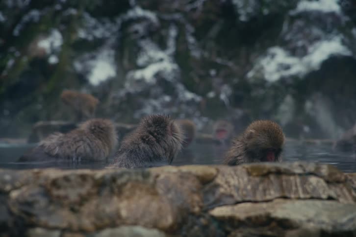 Monkeys immersed in a hot spring pool with a stone edge in a snowcovered rocky environment