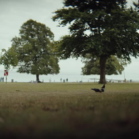 Birds on a park lawn with trees and a waterfront in the background