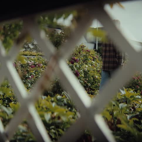 Peeking through a white lattice fence a person peacefully walks among rows of vibrant rose bushes in a lush sunlit garden
