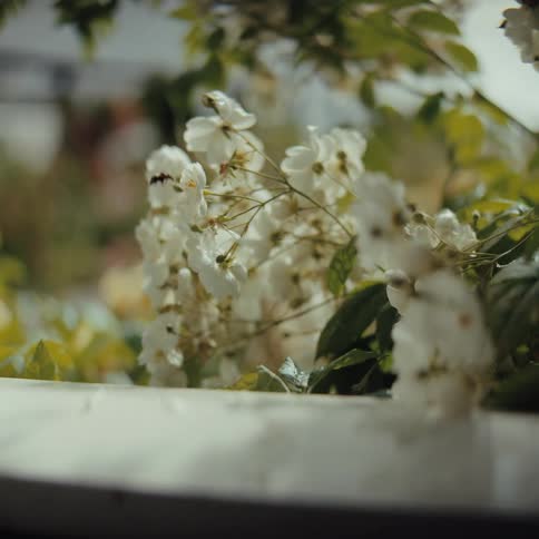 A cluster of small white flowers is in soft focus with an insect visible on one bloom