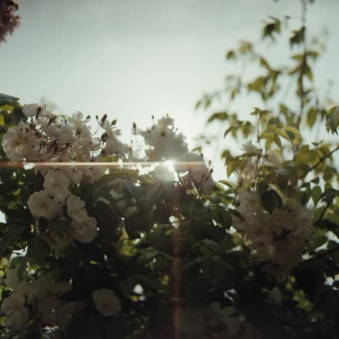 White flowers among green foliage under natural daylight