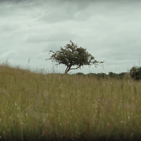 Solitary tree in a grassy field under a cloudy sky