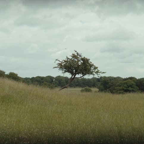 A solitary windswept tree stands on a gently sloping hill of tall grass its crooked branches reaching towards the moody overcast sky