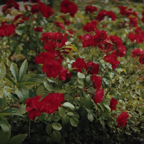 A cluster of vibrant red roses blooms densely in a garden their petals fully open against a backdrop of deep green leavesthe flowers sway gently in the breeze surrounded by lush foliage that fills the frame with rich natural colors