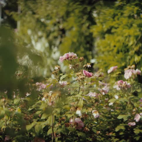 Pink flowers among green foliage in an outdoor garden