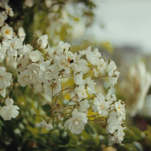 Closeup of a bumblebee pollinating white flowers on a leafy bush under soft sunlight