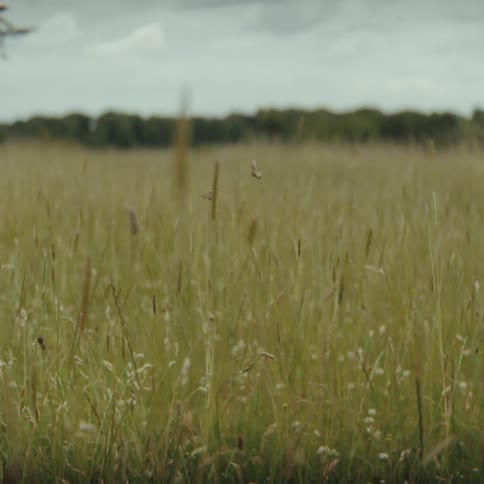 Field of tall grasses with scattered vegetation under a cloudy sky