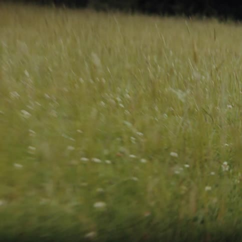 Rushing at ground level through a sprawling meadow tall golden stalks of grass and tiny white wildflowers whip past the viewer in a fastpaced blur under a cloudy sky
