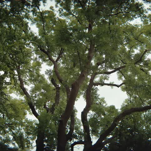 The camera looks upward from a low angle at the dense canopy of tall trees as their green leaves and thick branches sway gently against a pale overcast sky in a quiet forest