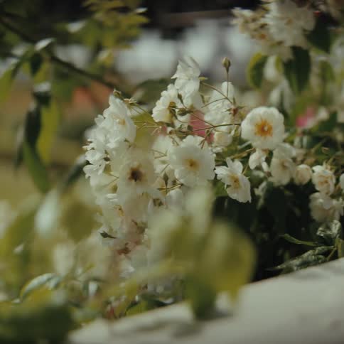 A bee flies around a cluster of delicate white flowers that are blooming on a bush the camera moves slowly capturing the natural movement of the leaves and the bee in the soft light