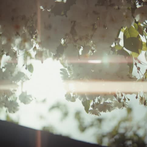 This video features a cluster of white flowers hanging from a tree branch against a bright sky a horizontal lens flare moves across the center of the frame creating a soft cinematic glow