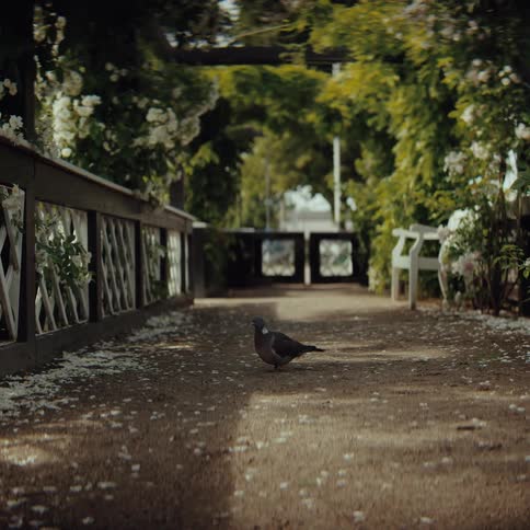 Pigeon standing on a garden path surrounded by flowers fences and benches