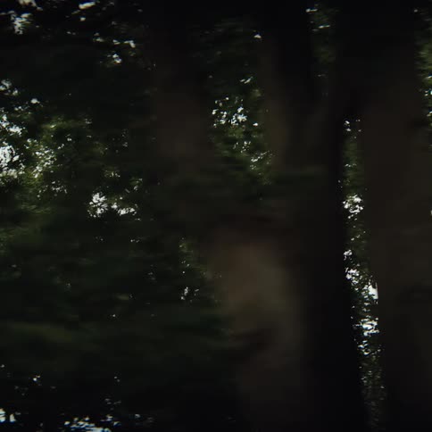 Dense vegetation recorded with motion blur during movement