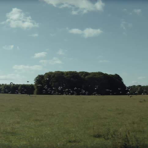 Birds taking flight over an open field with a tree line in the background