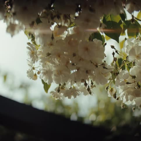 Soft white blossoms hang in the sunlight gently backlit against a blurred background of greenery and sky