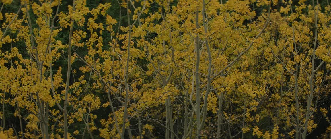 Yellow tree leaves blowing in the autumn wind