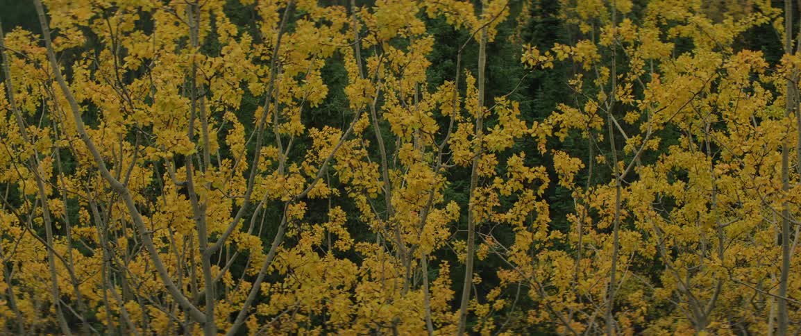 Trees with yellow foliage in a dense forest during the autumn season blowing in the cold wind