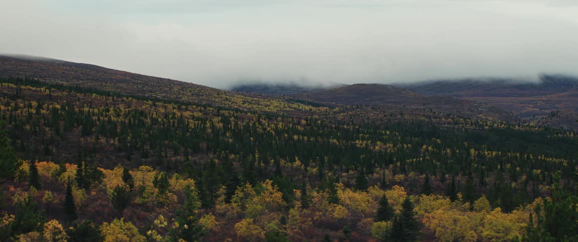 A forest full of yellowing trees and approaching fog