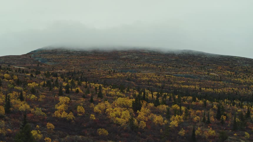 An aerial of a forest area with yellow trees