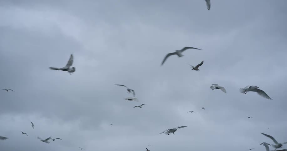 Seagulls glide through a cloudy gray sky wings spread as they circle and soar together