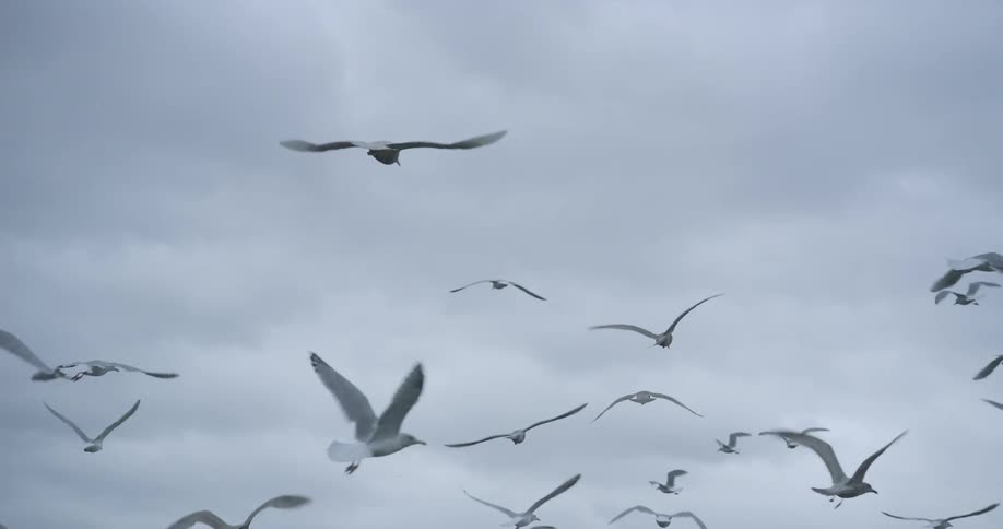The flock of birds fly on a cloudy day
