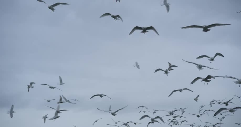 A large flock of white seagulls flies and glides together against a solid overcast grey sky