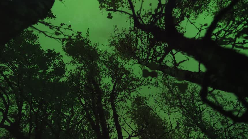 Tree canopies viewed from below against a greenish night sky