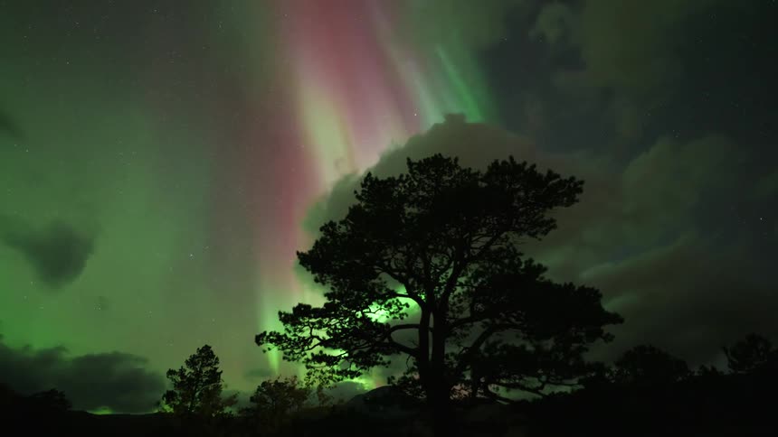 A timelapse captures bright green and pink northern lights shimmering and shifting across a dark sky filled with moving clouds behind the silhouette of a large pine tree