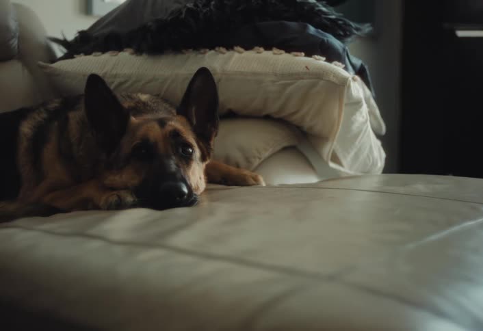 Dog lying down sleeping on bed wakes up opening its eyes