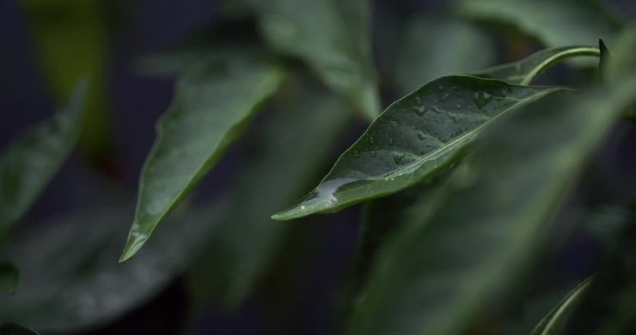 Water drops from a wet leaf on a summer day