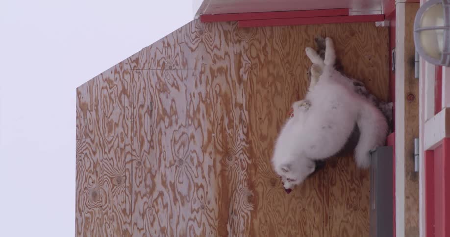 Fox attached to a wooden panel on an outdoor structure covered by snow