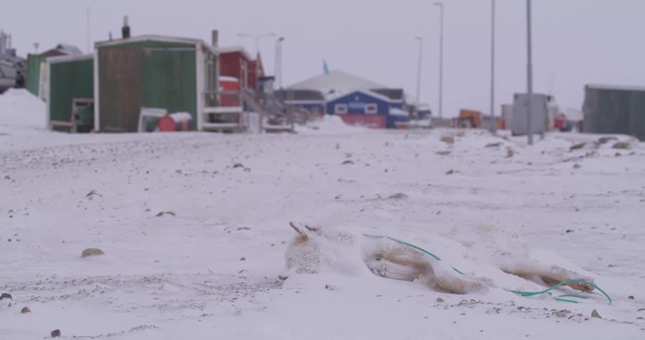 The frozen animal carcass is by the arctic town
