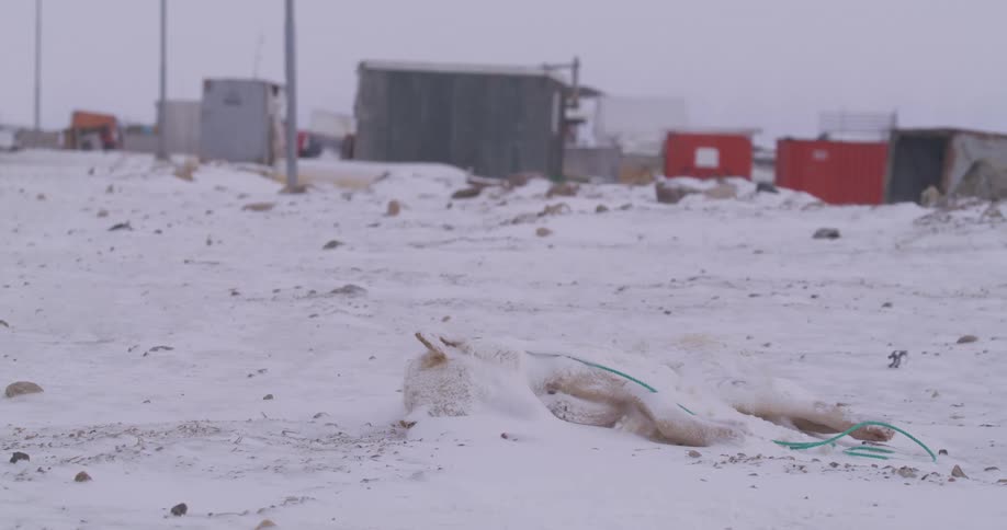Dog appears to be dead lying in the snow with a leash on the collar and buildings in the distance