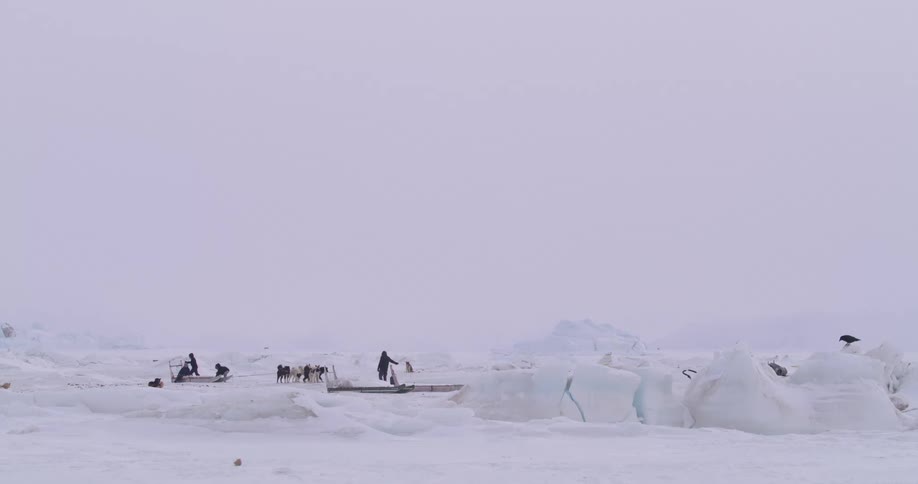 Birds take off from icy perches while people walk around near dogsleds and their sled dogs on a winter day
