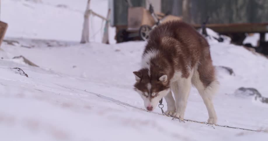 A siberian husky eats while chained outdoors in a snow covered area