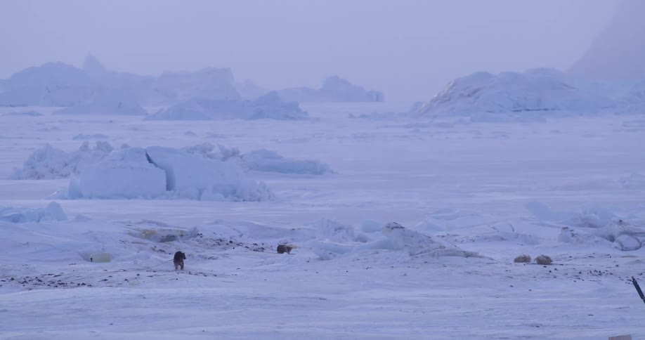 A dog walks across a vast frozen arctic landscape filled with jagged ice floes and distant mountains while a black bird flies across the frame under an overcast sky