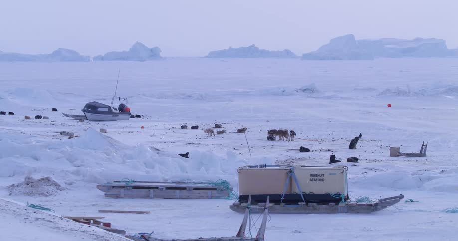 Sled dogs fight while a box sits on a dog sled on a winter day