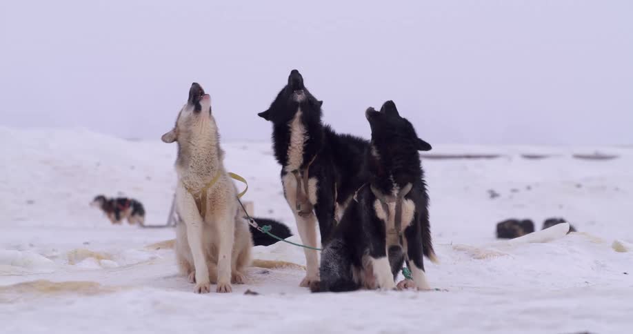Dogs attached to a sledge howling outdoors surrounded by snow during day time