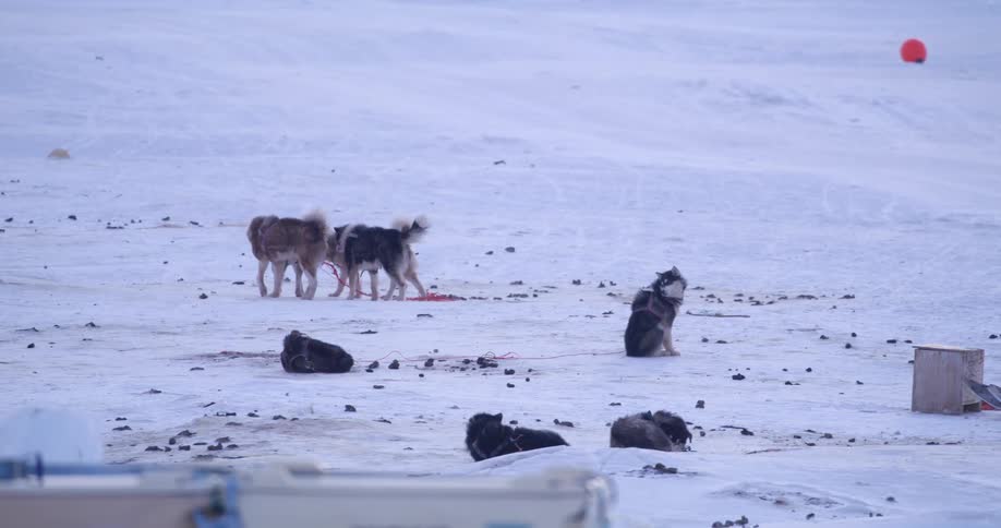 Pack of dogs wearing harnesses walking around while other are lying down surrounded by snow outdoors during day time