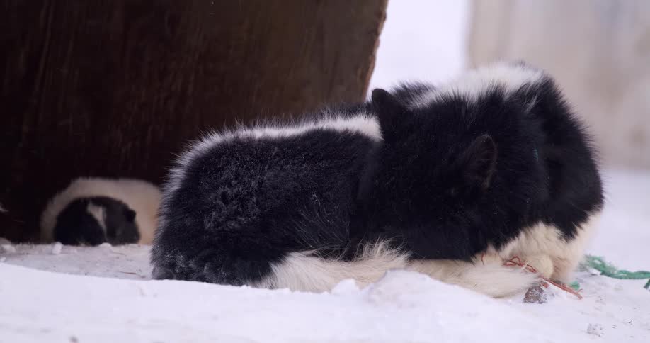 Cat sleeping in the snow next to a dumpster