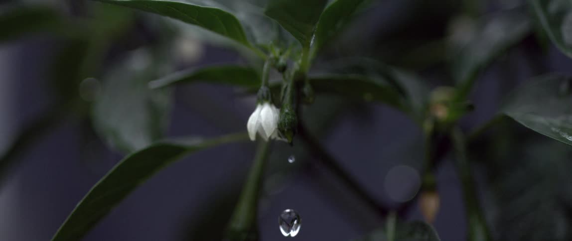 What drips from the small flower