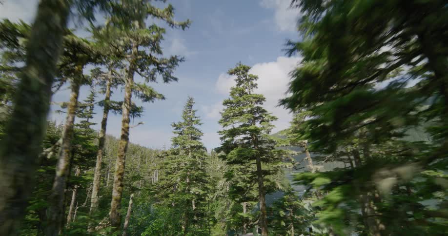 A dramatic drone shot moves rapidly backward through a dense evergreen forest weaving between tall pine trees as bright sunlight flickers through the needles and reveals glimpses of a hidden mountain lake