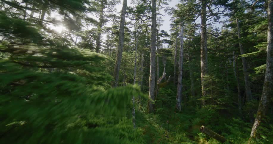 Sunlight filters through the canopy of a dense coniferous forest as the camera moves through the trees revealing mossy trunks fallen logs and vibrant green undergrowth across the shaded woodland floor