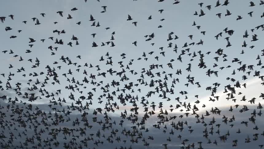 A massive murmuration of black birds flies across a cloudy pale blue sky above a town