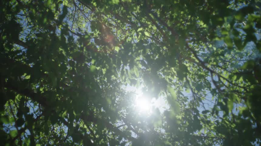 Sunlight filtering through green tree leaves in a natural environment