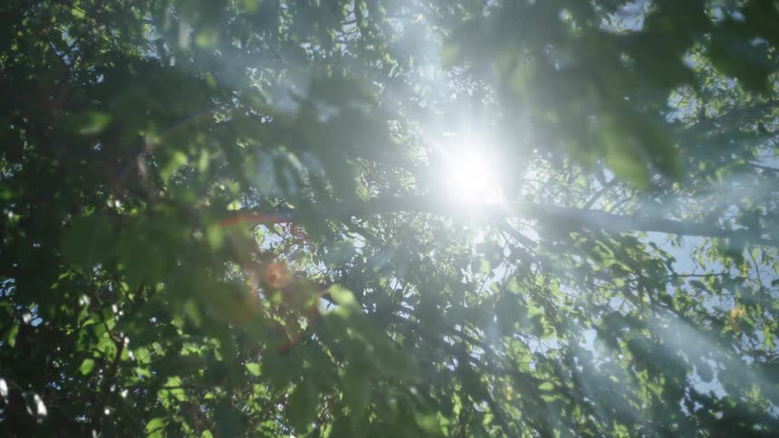 Sunlight shining through trees and leaves illuminates fog in the air