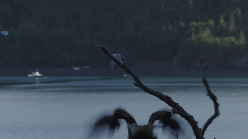 Eagle takes flight from a branch above a lake surrounded by forest