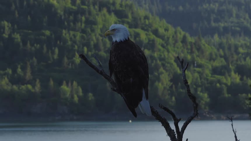 An eagle perches on a bare branch overlooking a body of water with a dense evergreen forest and mountains in the background during the early morning
